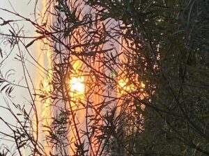 zdjęcie: drzewo na tle świecącego zachodzącego słońca