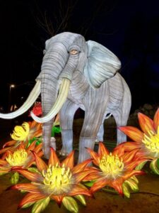 podświetlone iluminacja zwierzęcia - członkowie Koła Jelenia Góra we Wrocławskim Zoo na wystawie "Dzika Afryka"