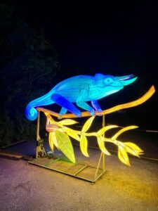 podświetlone iluminacja zwierzęcia - członkowie Koła Jelenia Góra we Wrocławskim Zoo na wystawie "Dzika Afryka"