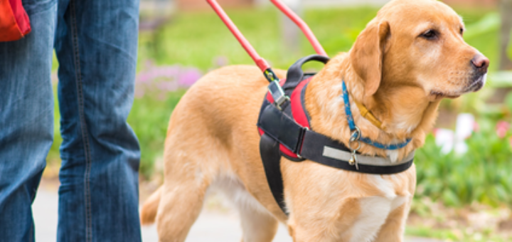 baner przedstawia psa przewodnika prowadzącego osobę. Osobie widaćtylko nogi